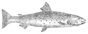 Trout Prints: The Great Lake Trout, 1862. Creator: Unknown