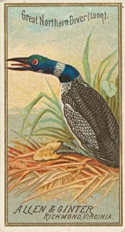 Neck Prints: Great Northern Diver (Loon), from the Birds of America series (N4) for Allen &amp