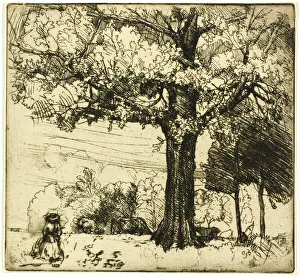 The Great Oak, 1907. Creator: Donald Shaw MacLaughlan