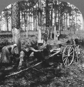 In a great pine forest, collecting turpentine, North Carolina, USA In a great pine forest, collecting turpentine, North Carolina, USA