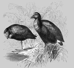 The Great Purple Gallinule (Porphyrio hyacinthinus); A Bird nesting Expedition in a North... 1875. Creator: Unknown