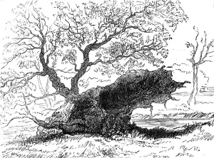 Eton Berkshire England Prints: The Great Storm of Wind on Friday week: tree blown down in the playing-fields