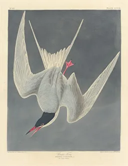 Sternidae Prints: Great Tern, 1836. Creator: Robert Havell