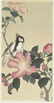 Landscapeanimals And Birds Prints: Great tit on branch with pink flowers. Creator: Ohara, Koson (1877-1945)