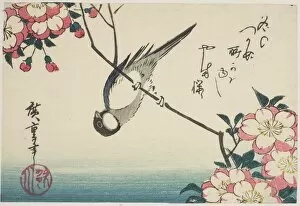 Cherry Tree Gallery: Great tit on cherry blossom branch, 1830s. Creator: Ando Hiroshige