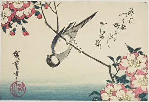 Cherry Tree Gallery: Great tit on cherry blossom branch, 1830s. Creator: Ando Hiroshige