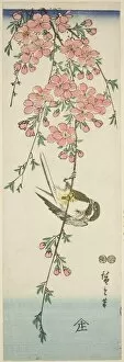 Cherry Tree Gallery: Great tit and cherry blossoms, c. 1847/52. Creator: Ando Hiroshige