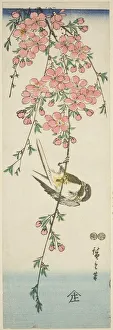 Cherry Tree Gallery: Great tit and cherry blossoms, c. 1847/52. Creator: Ando Hiroshige