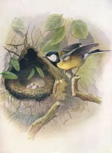 W Chambers Gallery: Great Tit - Pa rus m ajor, c1910, (1910). Artist: George James Rankin