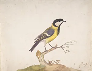 Withoos Prints: A Great Titmouse (Parus major) Perched on a Branch, 1670-93. Creator: Pieter Withoos