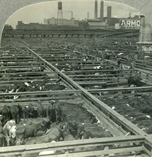 Food Industry Prints: The Great Union Stock Yards, Largest Live Stock Market on Earth, Chicago, Illinois, c1930s