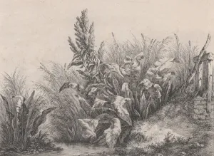 Blery Eugene Stanislas Alexandre Prints: Great Water Dock Plant, 1840. Creator: Eugene Blery