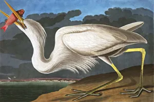 John James Audubon 1785 1851 Prints: Great White Heron, Ardea Occidentalis, 1845