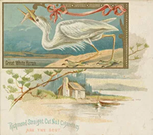 Ardeidae Gallery: Great White Heron, from the Game Birds series (N40) for Allen & Ginter Cigarettes