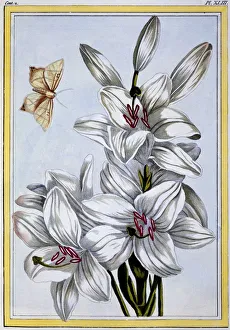 Purity Prints: The Great White Lily, pub. 1776. Creator: Pierre Joseph Buchoz (1731-1807)