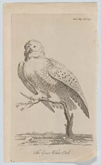 Bird Of Prey Collection: The Great White Owl, 1771. 1771. Creator: Anon
