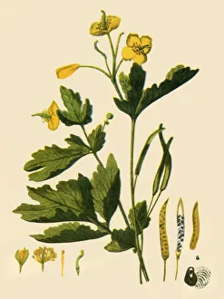 Delamotte Gallery: Greater Celandine, 1839, (1944). Creator: Unknown