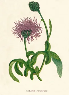 Growth Gallery: Greater Knapweed, c1891, (1891). Artist: Anne Pratt