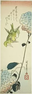 Hiroshige I Gallery: Green birds and hydrangeas, 1830s. Creator: Ando Hiroshige