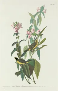 Crested Flycatcher Prints: Green Black-Capt Flycatcher, 1831. Creator: Robert Havell