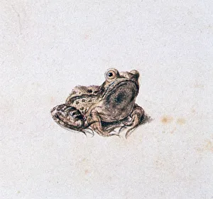 Hoefnagel Prints: Green Frog, 16th century. Artist: Joris Hoefnagel