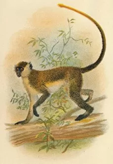 Lloyds Natural History Gallery: Green Guenon, 1897. Artist: Henry Ogg Forbes