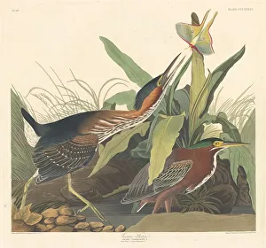 Ardeidae Gallery: Green Heron, 1836. Creator: Robert Havell
