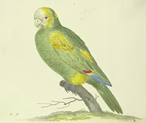 Exotic Prints: Green parrot, 17th century. Creator: Pieter Holsteyn