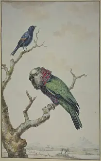 Songbird Prints: Green parrot with red ruff, and a blue raven, 1775. Creator: Jabes Heenck