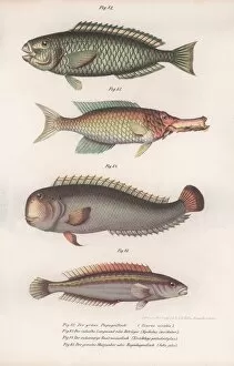 Scientific Gallery: Green Parrotfish. Indian longmouth, Rasirnesser, Wrasse, c.1850s