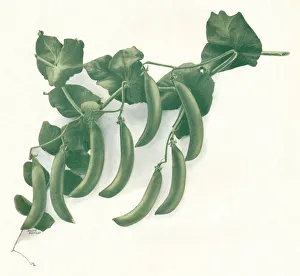 Growth Gallery: Green Peas, c1908. Artist: W&G Baird Ltd
