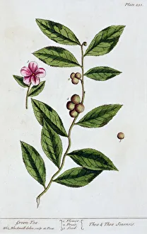 Seed Prints: Green tea, 1782. Artist: Elizabeth Blackwell