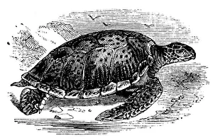 Green Turtle (Chelone mydas), c1890