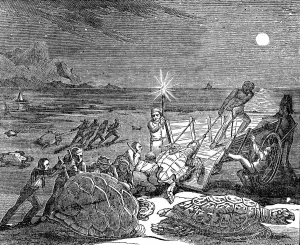 Poacher Prints: Green turtles and Loggerhead turtles captured on coast of Cuba, 1832