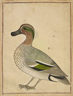 A Green-winged Teal, ca. 1730. Creator: Unknown