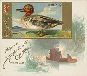 Images Dated 6th November 2020: Green-winged Teal, from the Game Birds series (N40) for Allen & Ginter Cigarettes