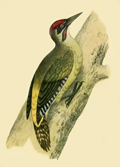 James Fisher Prints: Green Woodpecker, 1852, (1942). Creators: Francis Orpen Morris, Richard Alington