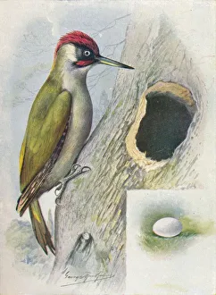 Woodpecker Prints: Green Woodpecker - Geci nus vir idis, c1910, (1910). Artist: George James Rankin