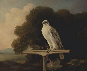Perched Gallery: Greenland Falcon; Gyr Falcon, 1780. Creator: George Stubbs