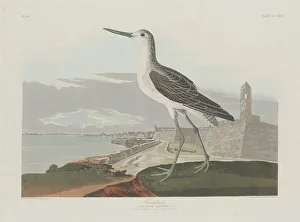 Wading Bird Gallery: Greenshank, 1835. Creator: Robert Havell