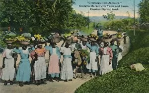 Greetings from Jamaica. Going to Market with Yams and Canes. Constant Spring Road, 1913