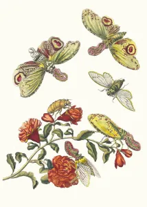 Grenadier. From the Book Metamorphosis insectorum Surinamensium, 1705