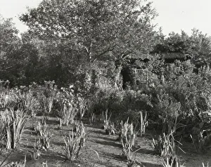 Grey-Croft, Stephen Swete Cummins house, Huntting Lane, East Hampton, New York, 1913. Creator: Frances Benjamin Johnston. Grey-Croft, Stephen Swete Cummins house, Huntting Lane, East Hampton, New York, 1913