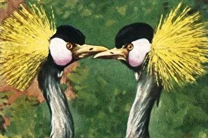 Crested Gallery: Grey crowned cranes, c1928. Creator: Unknown