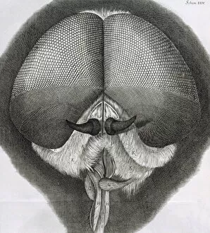 Images Dated 8th August 2006: Grey drone-fly, observation XXXIX from Hookes Micrographia, 1664. Artist: Robert Hooke