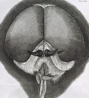 Microscopy Prints: Grey drone-fly, observation XXXIX from Hookes Micrographia, 1664. Artist: Robert Hooke