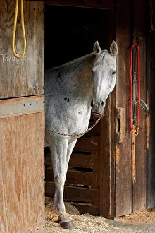 Stable Prints: Grey Horse A. Creator: Tom Artin