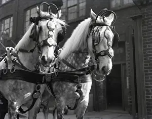 Brewery Prints: Grey horses, London, c1953. Creator: Arthur Charles Kirby Ware