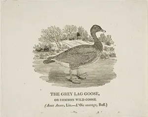 Thomas Bewick Prints: Grey Lag Goose, n. d. Creator: Thomas Bewick