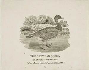 Woodcutwoodcut On Ivory Wove Paper Collection: Grey Lag Goose, n.d. Creator: Thomas Bewick